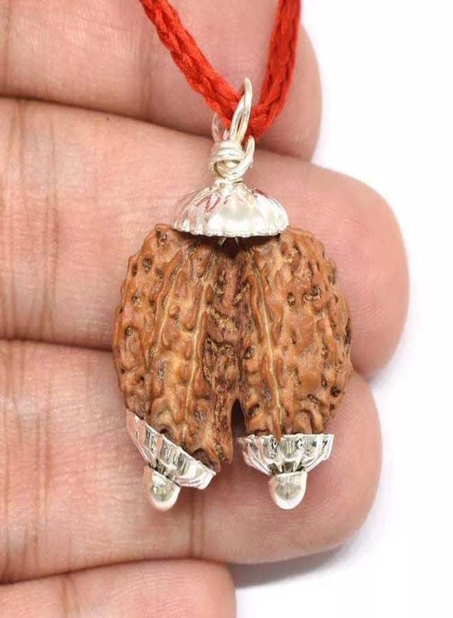 IRIS GEMS Gaurishankar Rudraksha Original Certified with Silver Capping Gori Shankar Nepal नेपाली गौरी शंकर रुद्राक्ष Gauri Shankar Rudraksha Gori Shankar Shiv Gauri Rudraksha by IRIS GEMS - Image 3