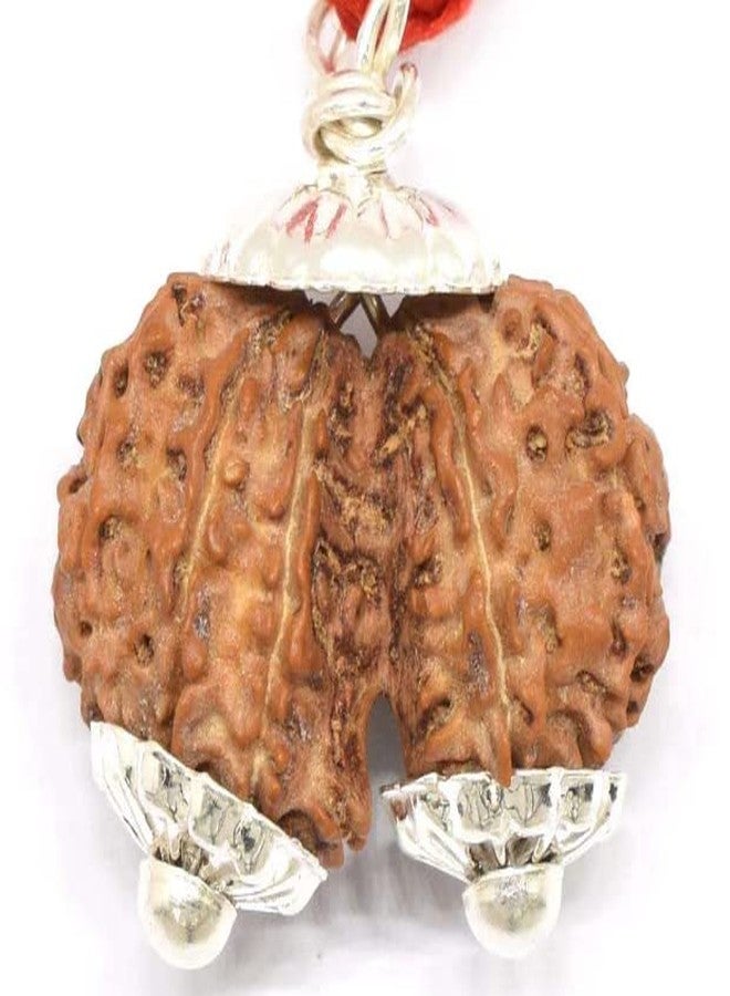 IRIS GEMS Gaurishankar Rudraksha Original Certified with Silver Capping Gori Shankar Nepal नेपाली गौरी शंकर रुद्राक्ष Gauri Shankar Rudraksha Gori Shankar Shiv Gauri Rudraksha by IRIS GEMS - Image 1