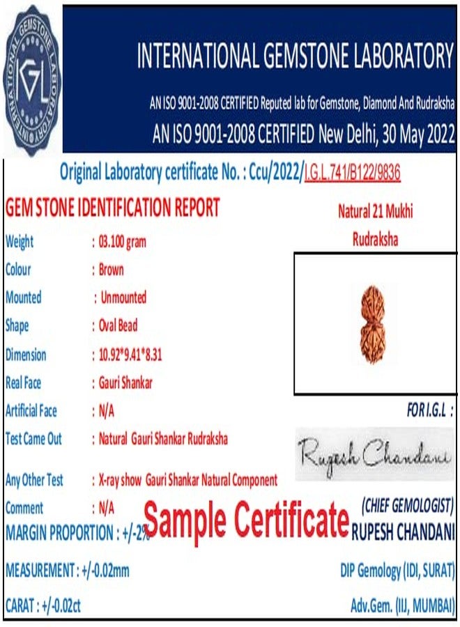 IRIS GEMS Gaurishankar Rudraksha Original Certified with Silver Capping Gori Shankar Nepal नेपाली गौरी शंकर रुद्राक्ष Gauri Shankar Rudraksha Gori Shankar Shiv Gauri Rudraksha by IRIS GEMS - Image 4