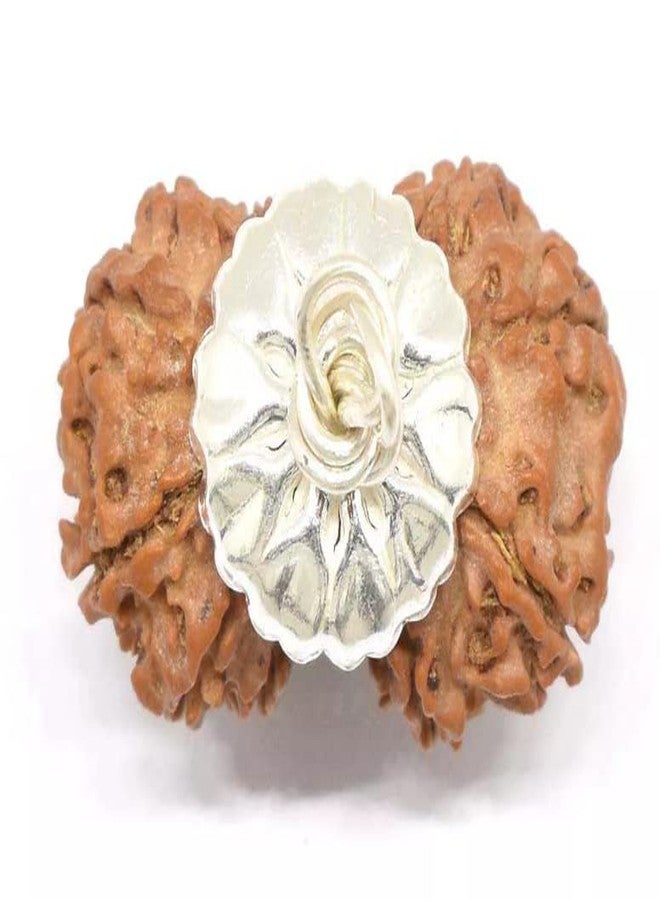 IRIS GEMS Gaurishankar Rudraksha Original Certified with Silver Capping Gori Shankar Nepal नेपाली गौरी शंकर रुद्राक्ष Gauri Shankar Rudraksha Gori Shankar Shiv Gauri Rudraksha by IRIS GEMS - Image 2