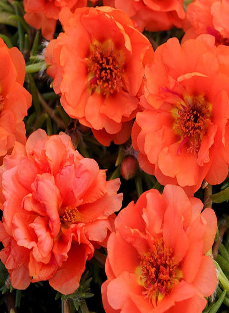 GGOOT 100Pcs/Bag Purslane seeds Decorative Attractive Beautiful Mixed Colors Purslane seeds for Home Use Seed - Image 2