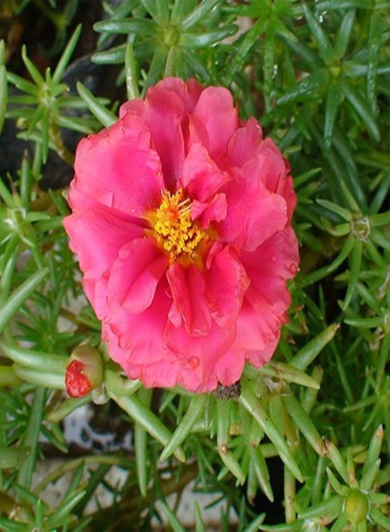 GGOOT 100Pcs/Bag Purslane seeds Decorative Attractive Beautiful Mixed Colors Purslane seeds for Home Use Seed - Image 5