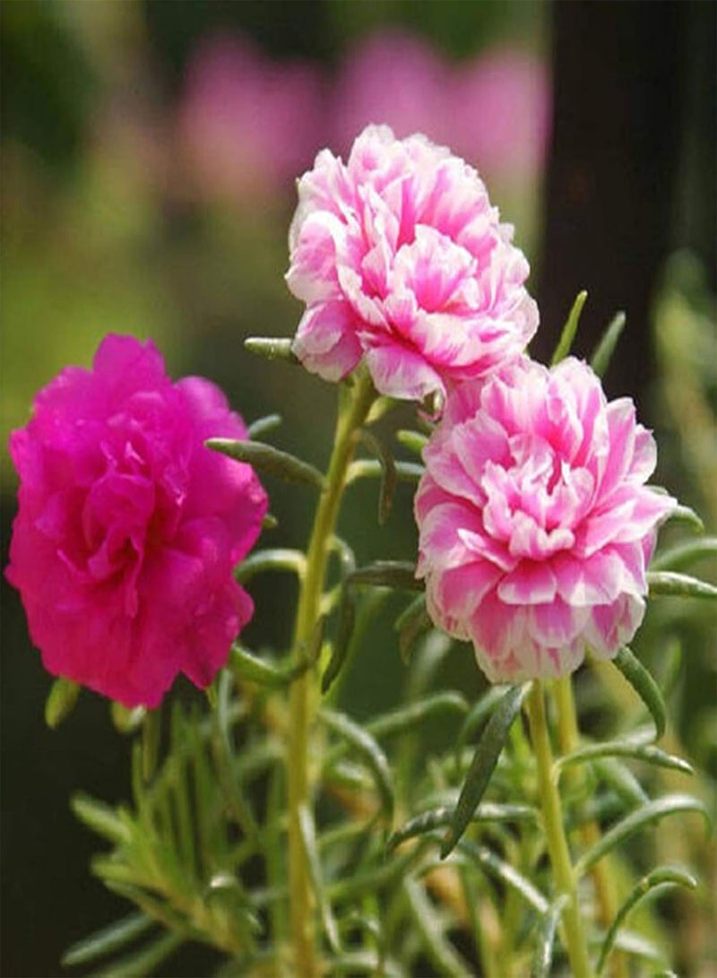 GGOOT 100Pcs/Bag Purslane seeds Decorative Attractive Beautiful Mixed Colors Purslane seeds for Home Use Seed - Image 3