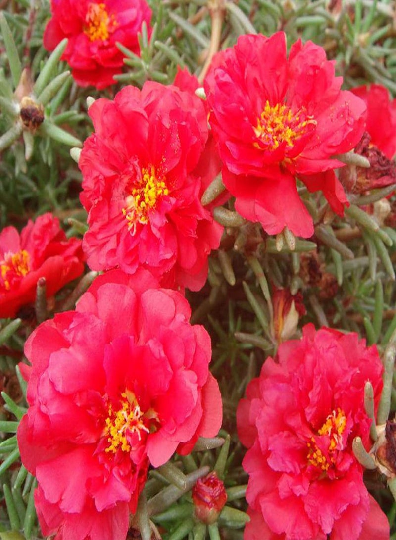 GGOOT 100Pcs/Bag Purslane seeds Decorative Attractive Beautiful Mixed Colors Purslane seeds for Home Use Seed - Image 4