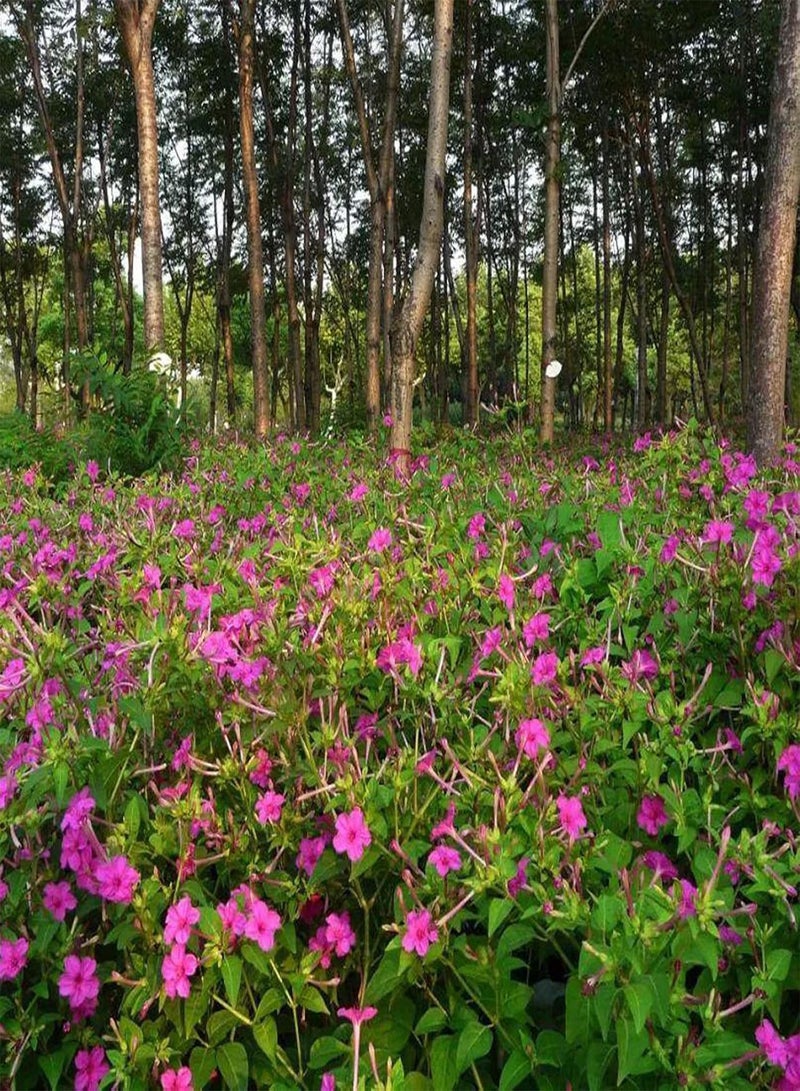 GGOOT Seeds 1 Bag Seeds Productive High Yield Natural Easy to Plant Mirabilis Jalapa Seeds for Garden Flower Seeds for Home - Image 5