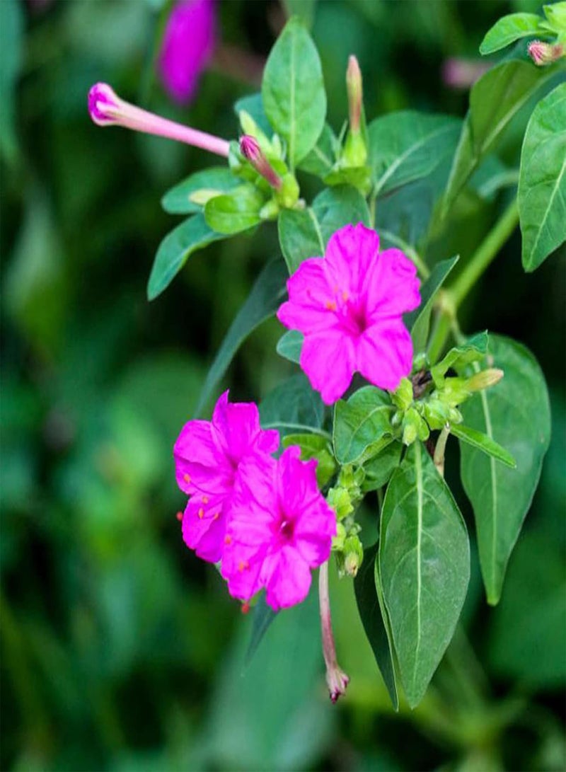 GGOOT Seeds 1 Bag Seeds Productive High Yield Natural Easy to Plant Mirabilis Jalapa Seeds for Garden Flower Seeds for Home - Image 1