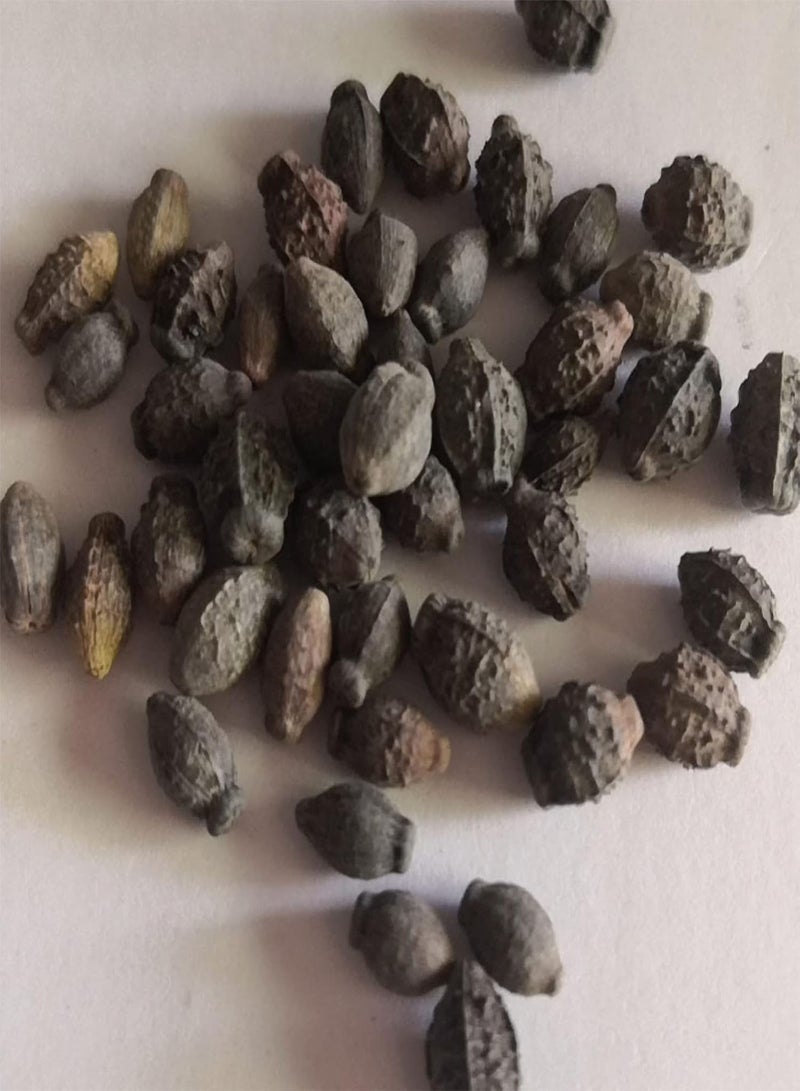 GGOOT Seeds 1 Bag Seeds Productive High Yield Natural Easy to Plant Mirabilis Jalapa Seeds for Garden Flower Seeds for Home - Image 2