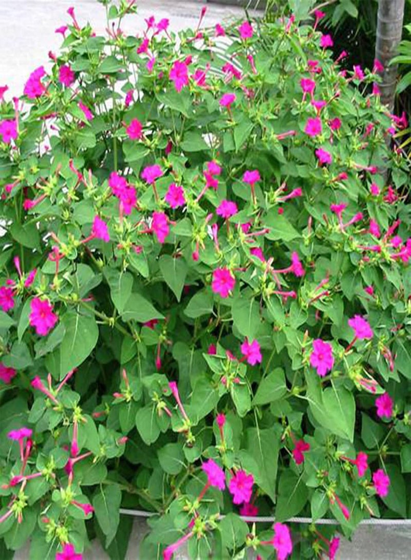 GGOOT Seeds 1 Bag Seeds Productive High Yield Natural Easy to Plant Mirabilis Jalapa Seeds for Garden Flower Seeds for Home - Image 4
