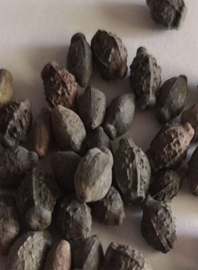 GGOOT Seeds 1 Bag Seeds Productive High Yield Natural Easy to Plant Mirabilis Jalapa Seeds for Garden Flower Seeds for Home - Image 3