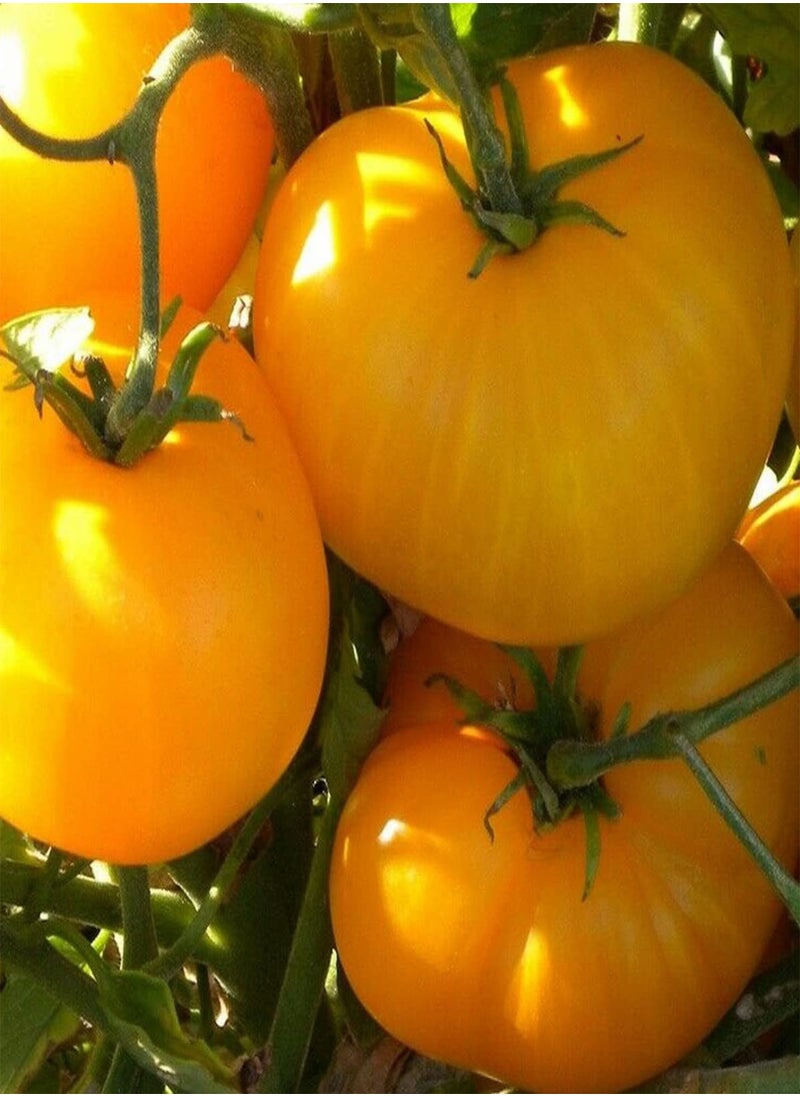 بذور طماطم أزويتشكا - Solanum Lycopersicum، زراعة الحدائق المنزلية بواسطة Heavy Torch، 100 بذرة
