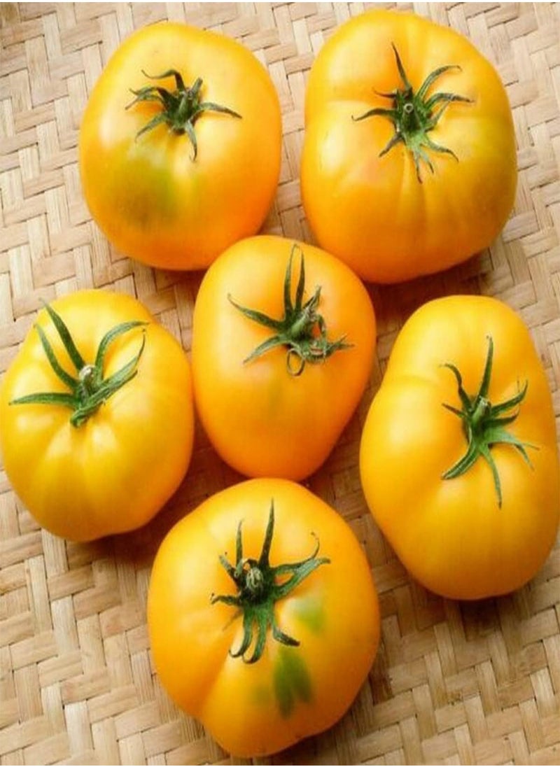 بذور طماطم أزويتشكا - Solanum Lycopersicum، زراعة الحدائق المنزلية بواسطة Heavy Torch، 100 بذرة