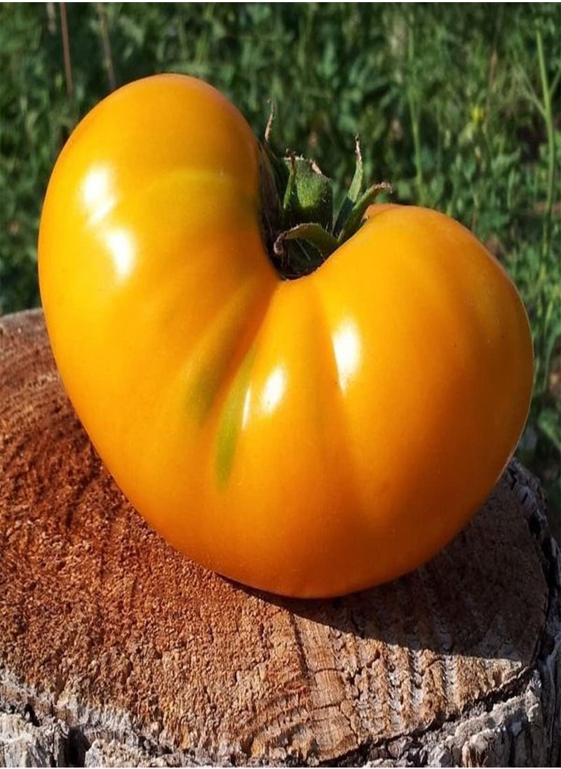 بذور طماطم أزويتشكا - Solanum Lycopersicum، زراعة الحدائق المنزلية بواسطة Heavy Torch، 100 بذرة