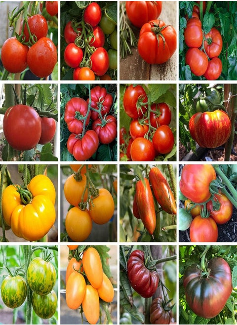 بذور طماطم أزويتشكا - Solanum Lycopersicum، زراعة الحدائق المنزلية بواسطة Heavy Torch، 100 بذرة