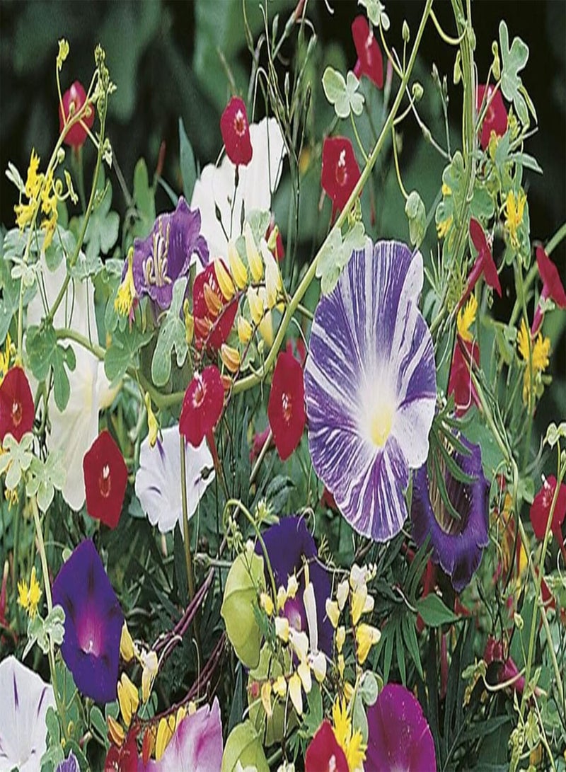 GGOOT Pack Seeds of Flower -Climbing Plant Seeds - Special Mix