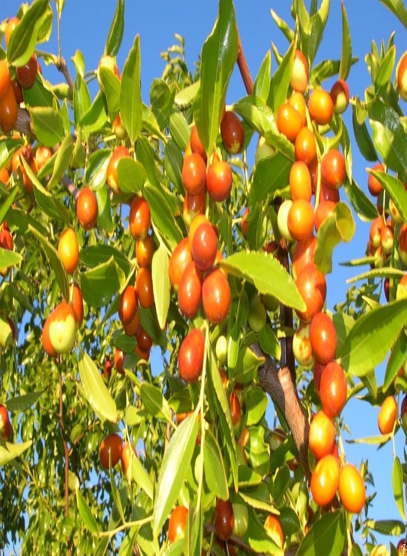 GGOOT Ziziphus Mauritiana (Indian Jujube)100 Seeds,Ber,Chinese Apple,Indian plum,Masau - Image 1