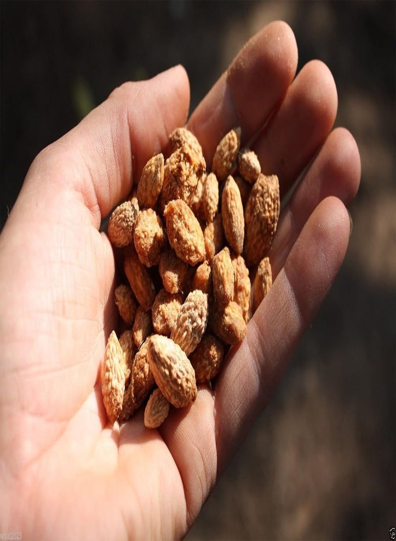 GGOOT Ziziphus Mauritiana (Indian Jujube)100 Seeds,Ber,Chinese Apple,Indian plum,Masau - Image 2