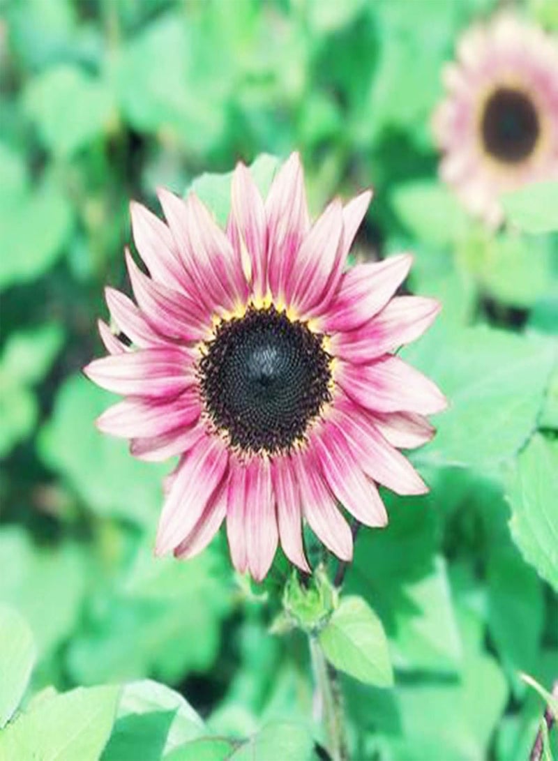 GGOOT 50Pcs Premium Flower Seeds, Seeds Natural Large Water Demand Flower Pink Sunflower Seeds for Window Sunflower Seeds - Image 3