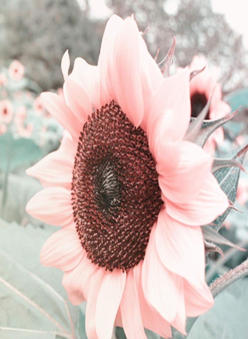 GGOOT 50Pcs Premium Flower Seeds, Seeds Natural Large Water Demand Flower Pink Sunflower Seeds for Window Sunflower Seeds - Image 2