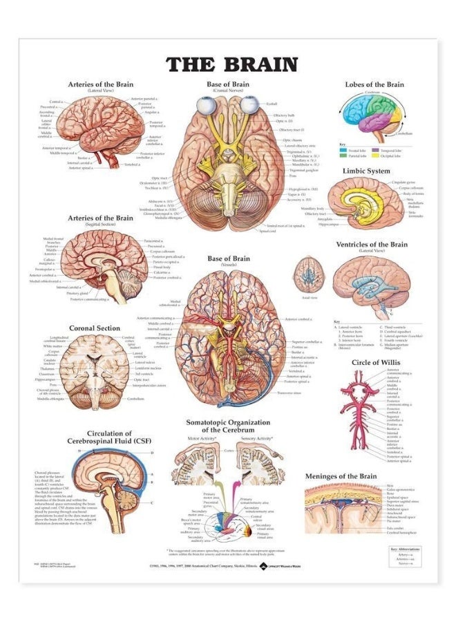 The Brain Anatomical Chart - Image 1