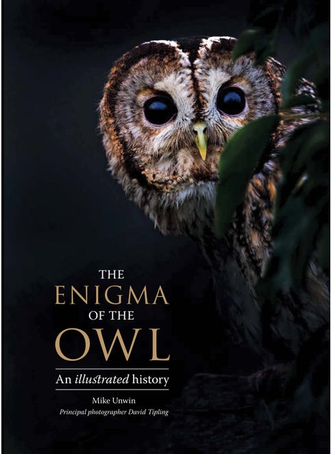 Enigma of the Owl