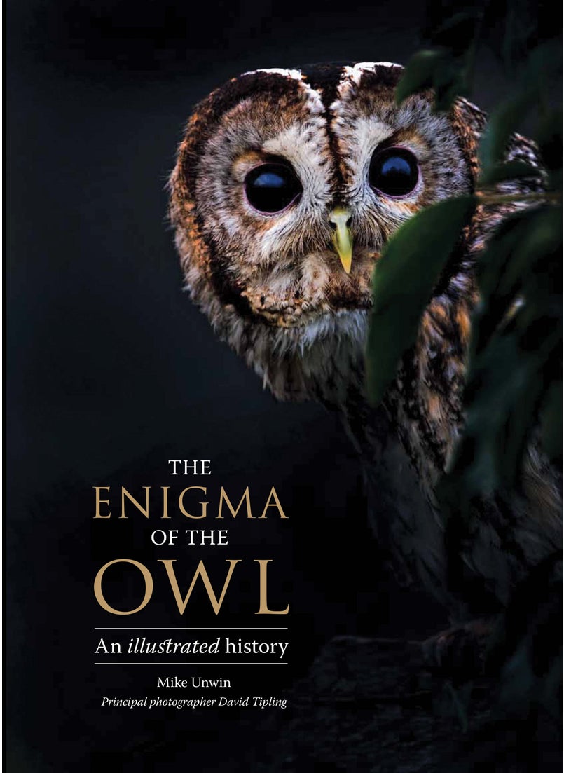 null - Enigma of the Owl - Image 1