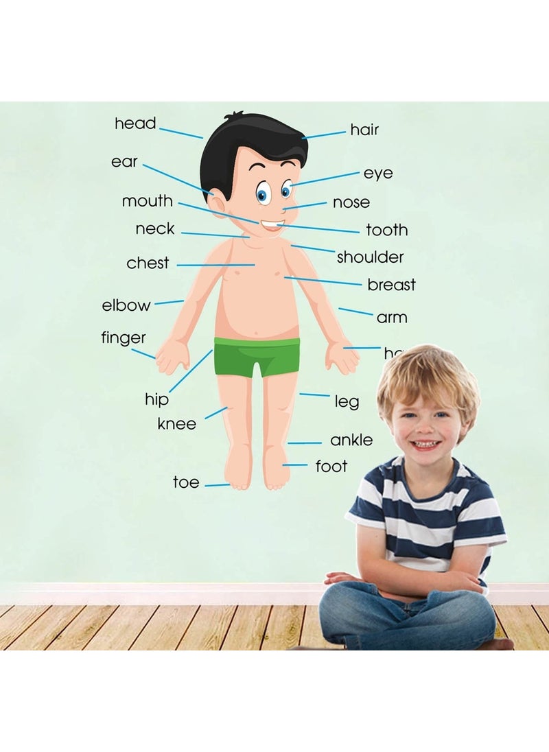 Kt Grup Kt Decoration Learning My Body English Educational Wall Sticker Set 