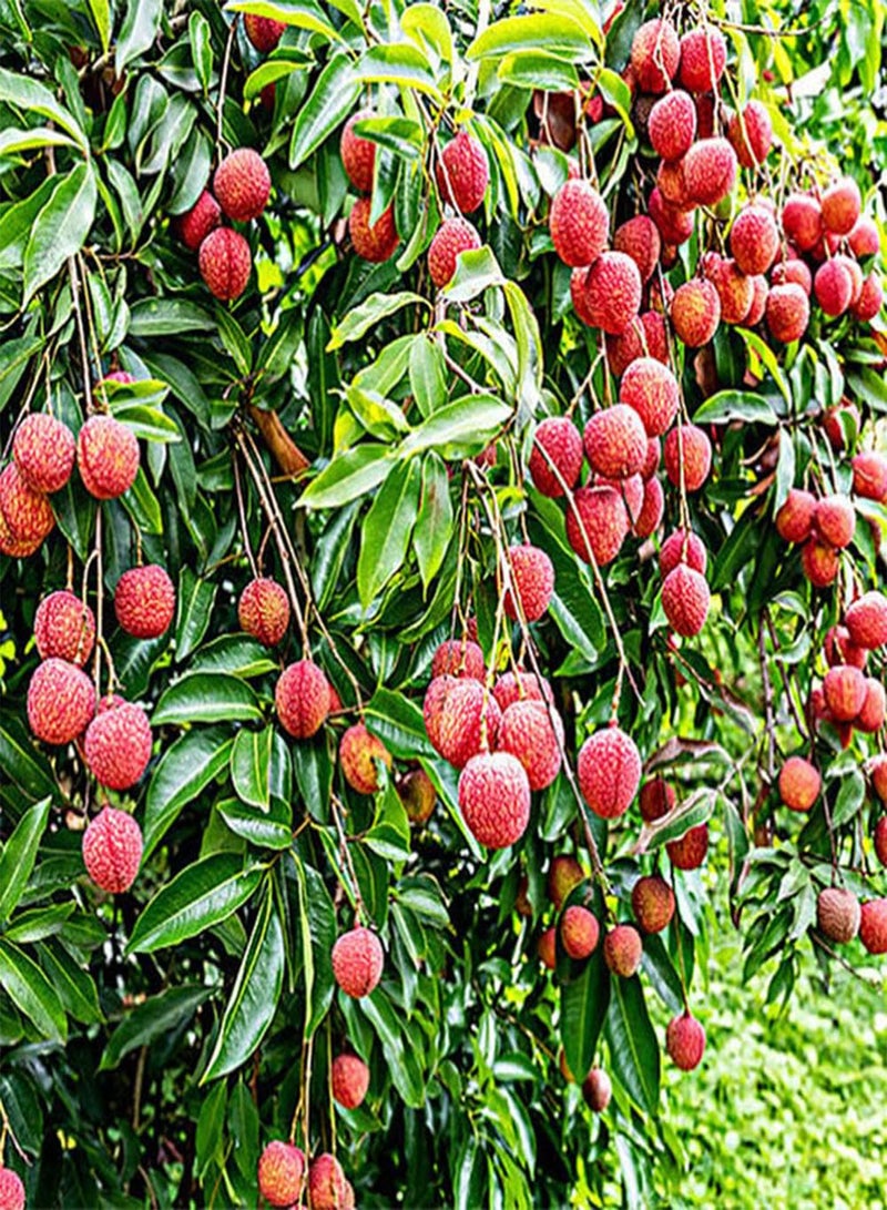GGOOT 10Pcs Lychee Seeds Heirloom Fruit Trees for Outdoor Garden Planting Bright Red Fruits Decorate The Courtyard Create A Unique Landscape - Image 2