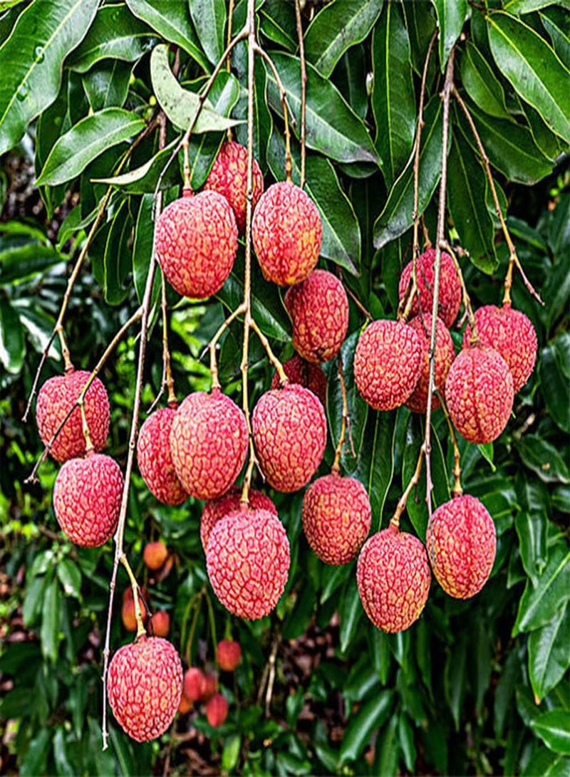 GGOOT 10Pcs Lychee Seeds Heirloom Fruit Trees for Outdoor Garden Planting Bright Red Fruits Decorate The Courtyard Create A Unique Landscape - Image 1