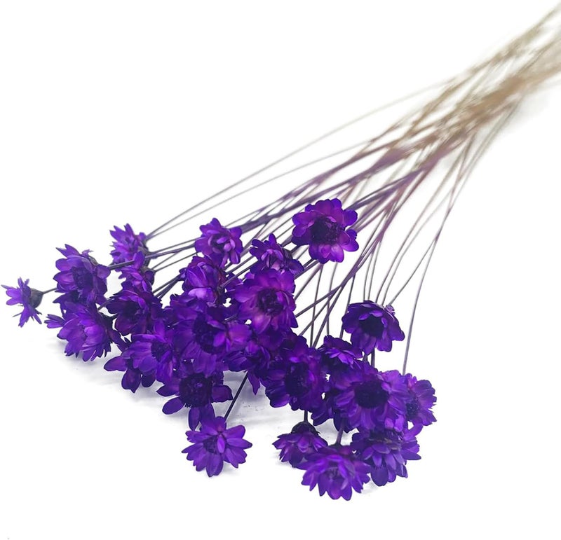 MLSG 100 Stems Natural Dry Flowers Brazilian Small Star Daisy Decorative Dried Flowers Mini Daisy Chamomile Bouquet for Wedding Floral Arrangements Home Decorations Rose Purple