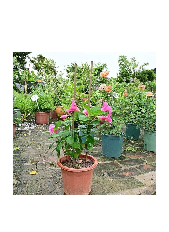 HOME TASTE - 60 Cm Natural Strong Bamboo Poles Plant Supporting Sticks for Indoor & Outdoor Garden 10 Pcs - Image 1