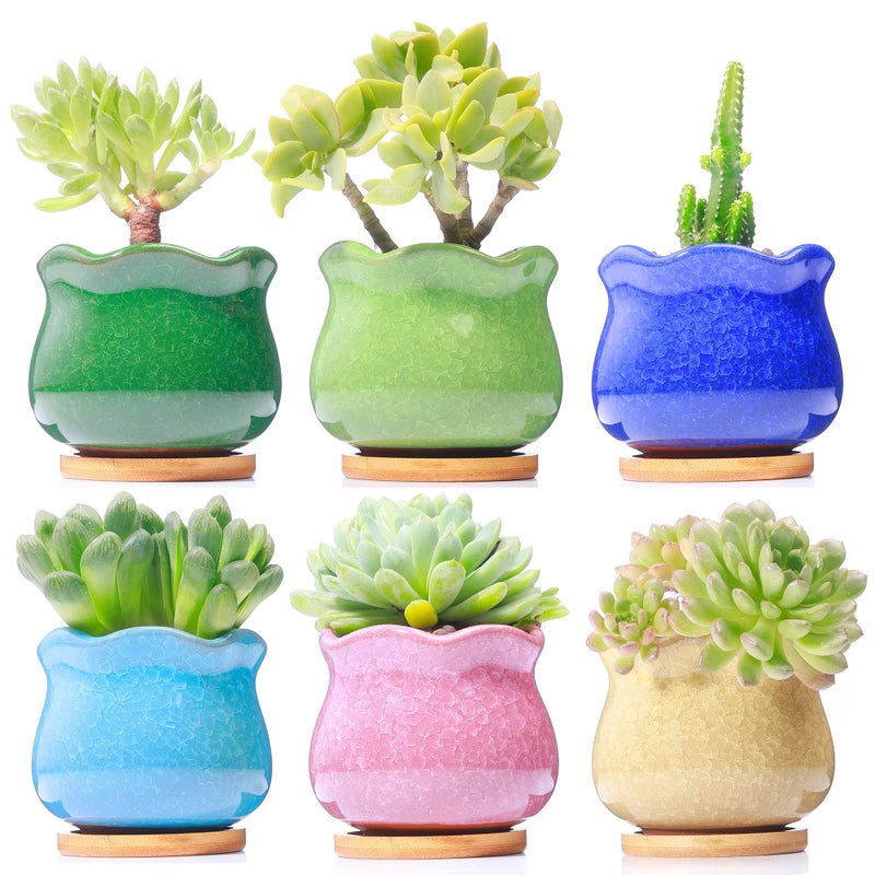 Cute Ceramic Succulent Garden Pots Planter with Drainage and Attached Saucer Set of 5  Plants Not Included Fambe