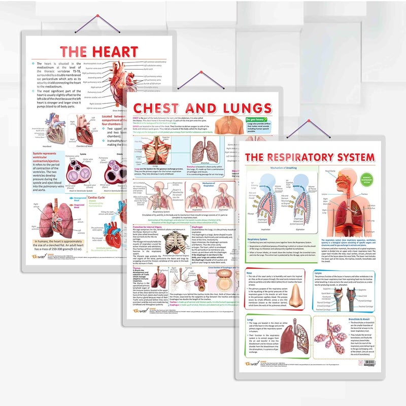 GoWoo COMBO OF 3 ANATOMY CHARTS - Image 1