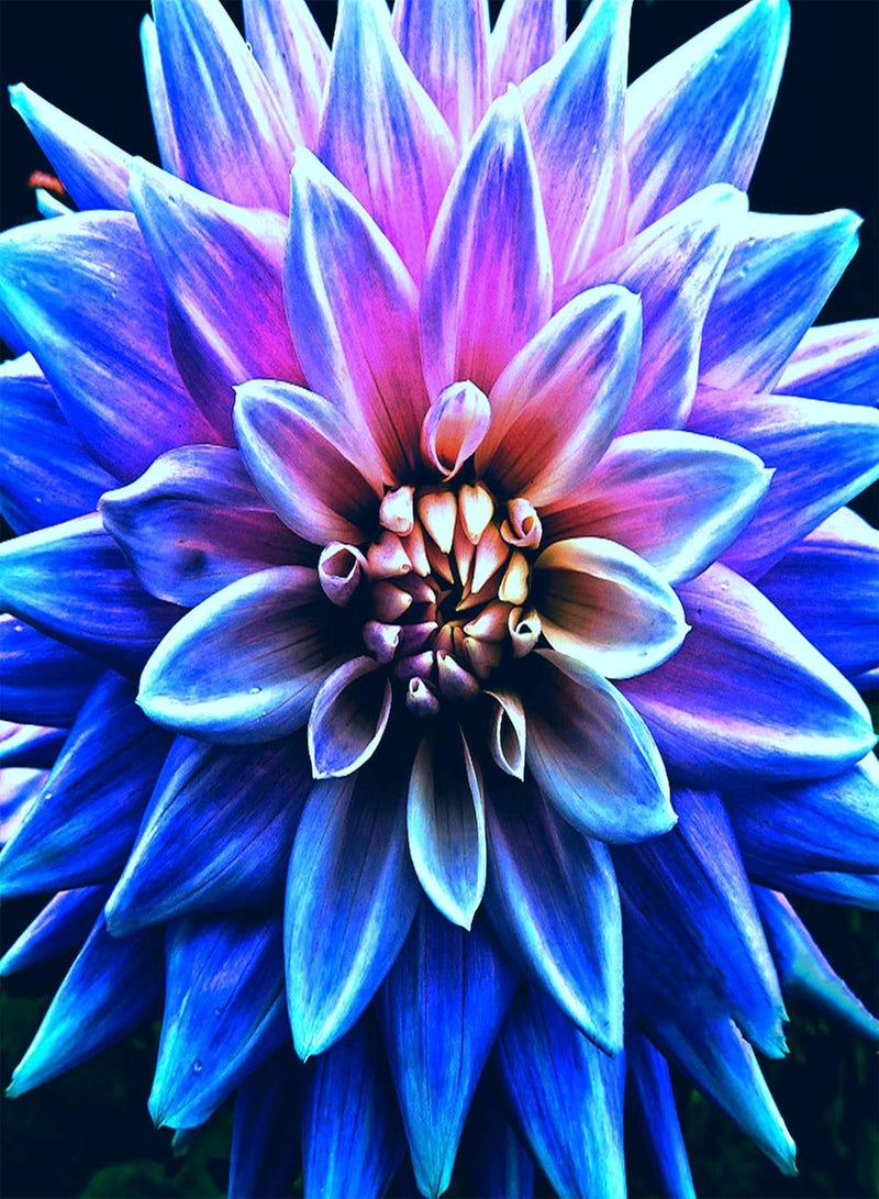 جي جوت بذور الداليا/مقاومة قوية للبرد/بذور زهور عملاقة/بذور زهور فريدة/ازهر الزهور التي تريدها-50 قطعة، أ - Image 1