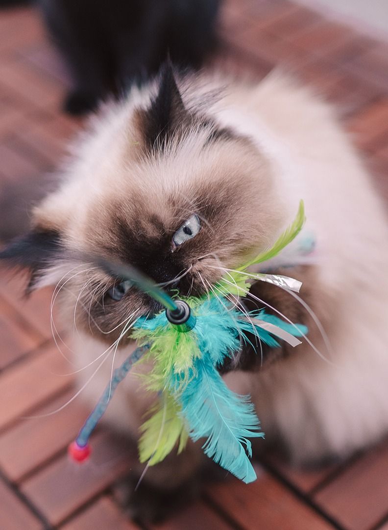 duvo Plus Playing Rod With Feathers Mixed Colors Toy For Cat 62x3x1.5Cm - Image 2
