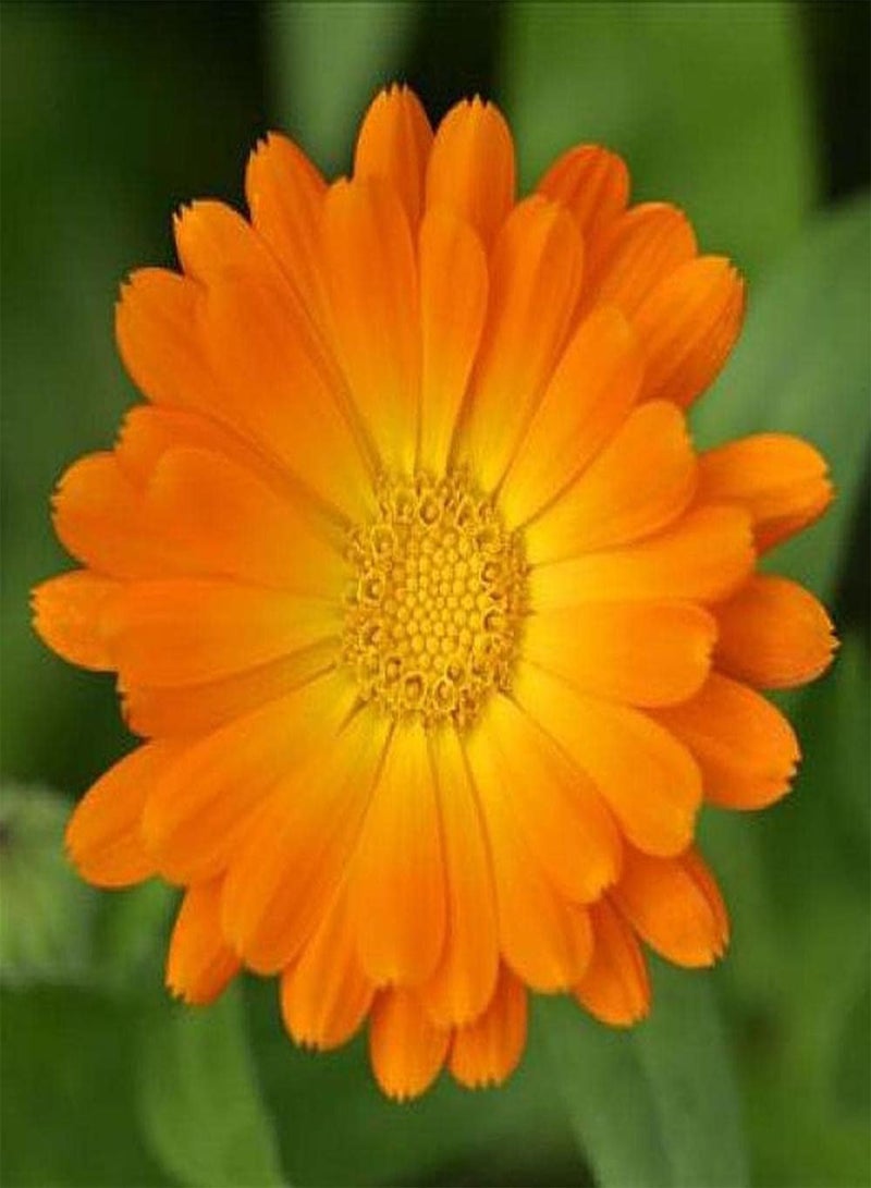 GGOOT 200Pcs Calendula Seeds Exotic Flowers Exude an Alluring Fragrance Striking Orange Flower Attract People to Stop and Ornamental - Image 1
