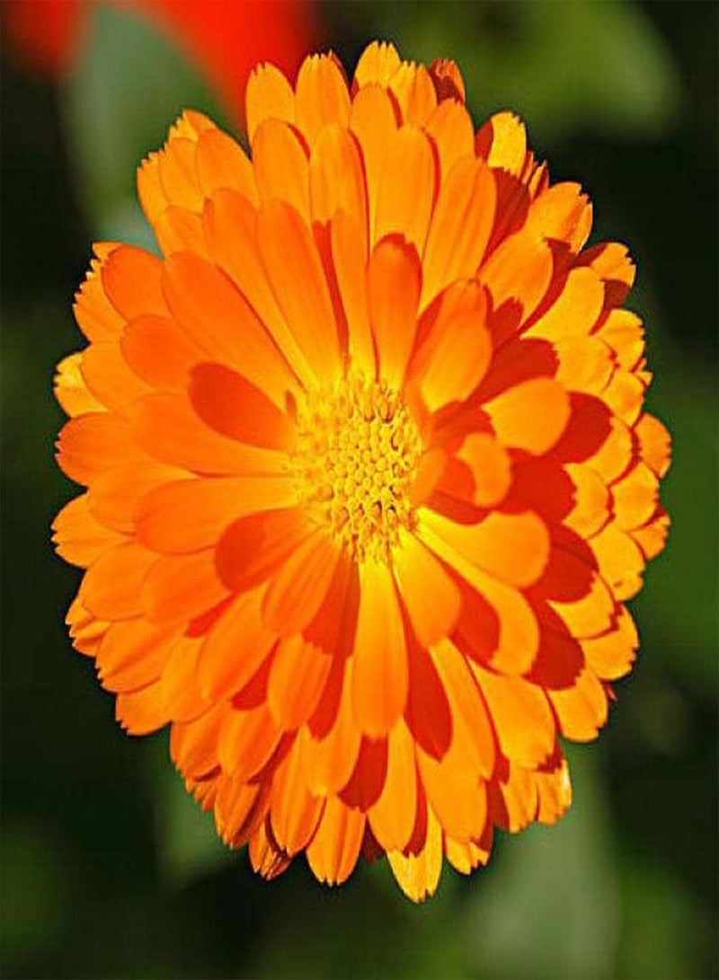 GGOOT 200Pcs Calendula Seeds Exotic Flowers Exude an Alluring Fragrance Striking Orange Flower Attract People to Stop and Ornamental - Image 3