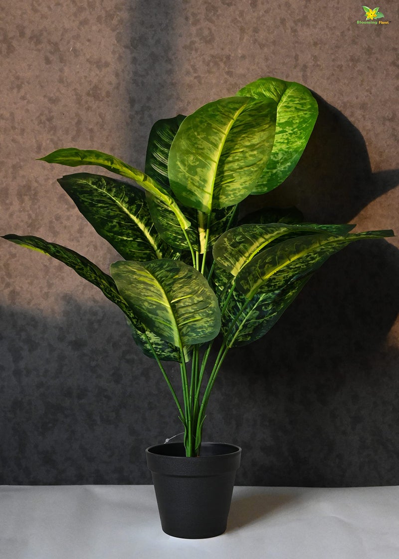 Blooming Floret Artificial Dieffenbachia Plant with Basic Black Pot| Ornamental Plant for Interior Decor/Home Decor/Office Decor | 12 Leaves | 63.5 cm Short Indoor Tropical | Durable - Image 1