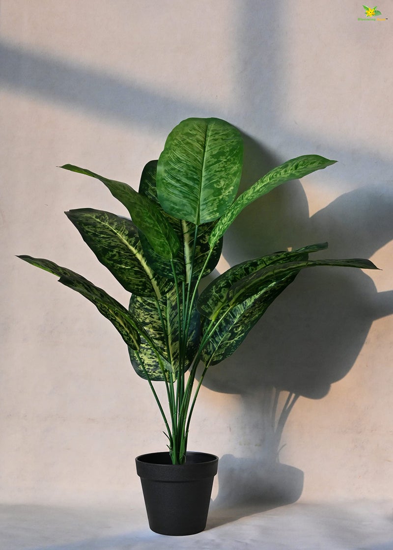 Blooming Floret Artificial Dieffenbachia Plant with Basic Black Pot| Ornamental Plant for Interior Decor/Home Decor/Office Decor | 12 Leaves | 63.5 cm Short Indoor Tropical | Durable - Image 3