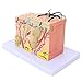 Asixxsix Skin Model 35X Enlarged Skin Anatomical Model 3D Skin Layers Anatomy Model Human Skin Structure Anatomical Model for Science Classroom Study Display Teaching Model - Image 3