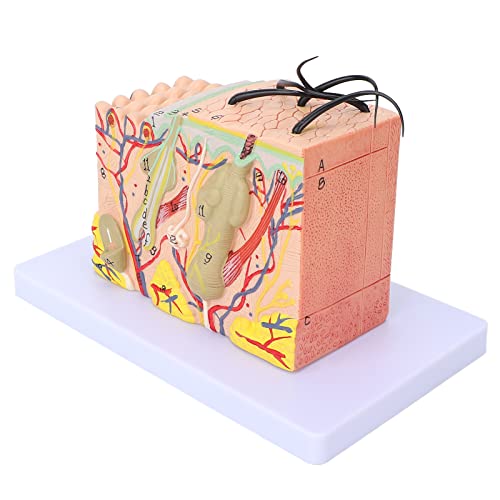 Asixxsix Skin Model 35X Enlarged Skin Anatomical Model 3D Skin Layers Anatomy Model Human Skin Structure Anatomical Model for Science Classroom Study Display Teaching Model - Image 1