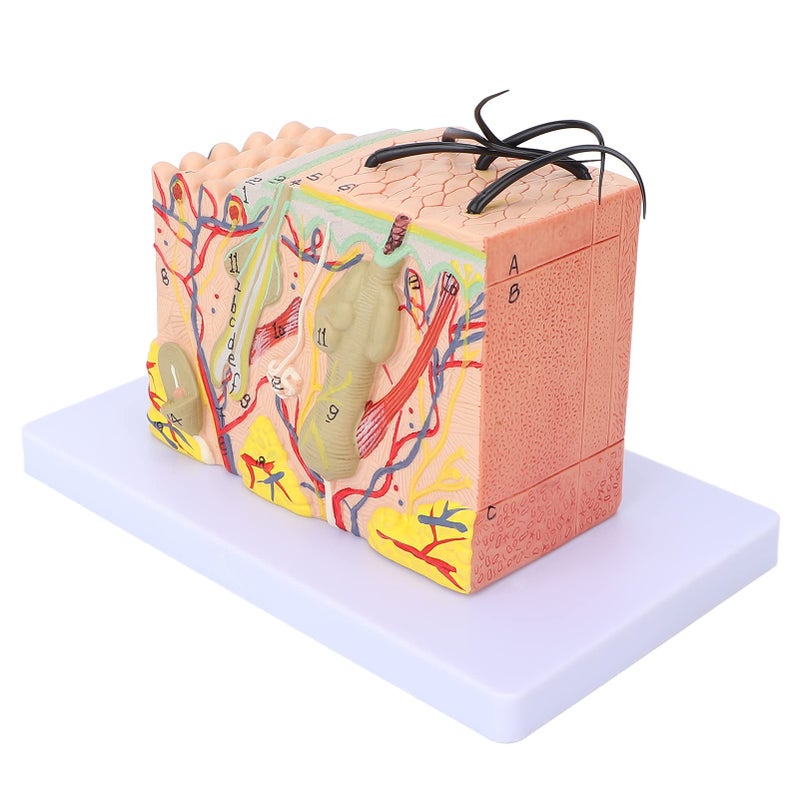 Asixxsix Skin Model 35X Enlarged Skin Anatomical Model 3D Skin Layers Anatomy Model Human Skin Structure Anatomical Model for Science Classroom Study Display Teaching Model - Image 2