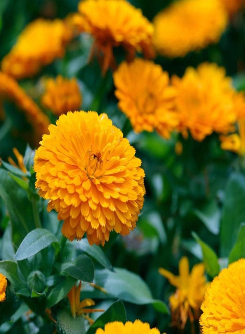 GGOOT 100Pcs Calendula Seeds Faint Fragrance When Flowers Bloom Suitable for Planting in Garden Green Space Period is Loved by People - Image 2