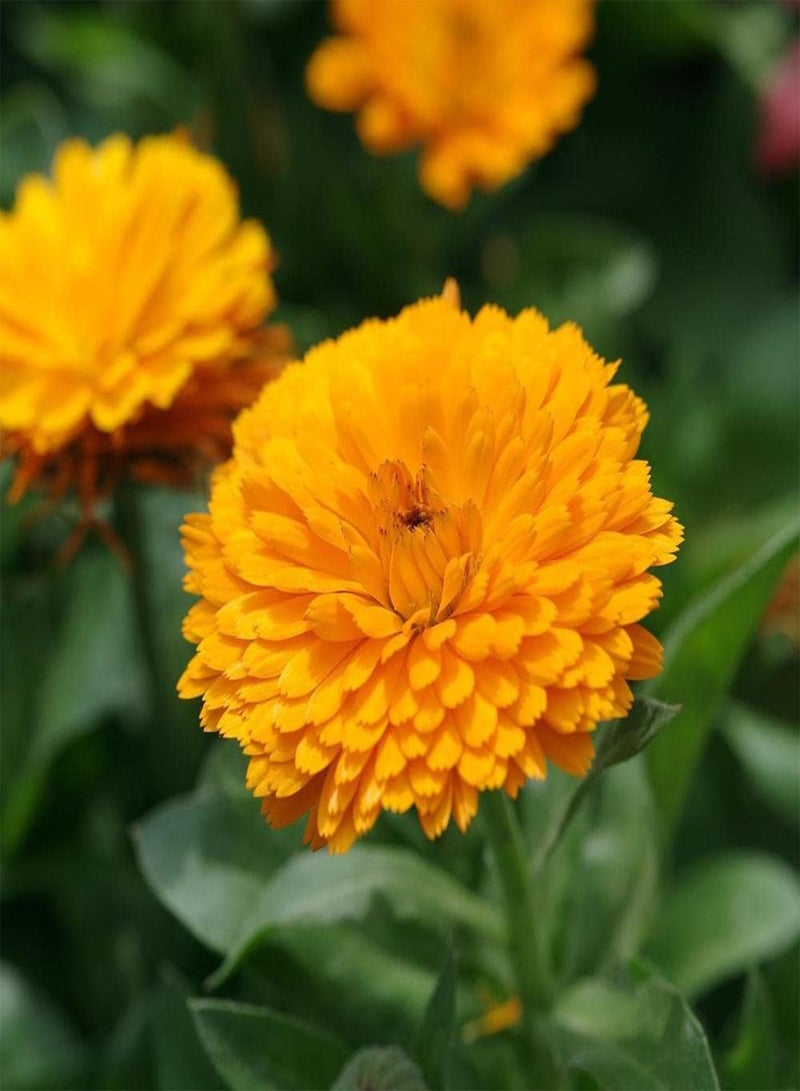 GGOOT 100Pcs Calendula Seeds Faint Fragrance When Flowers Bloom Suitable for Planting in Garden Green Space Period is Loved by People - Image 3