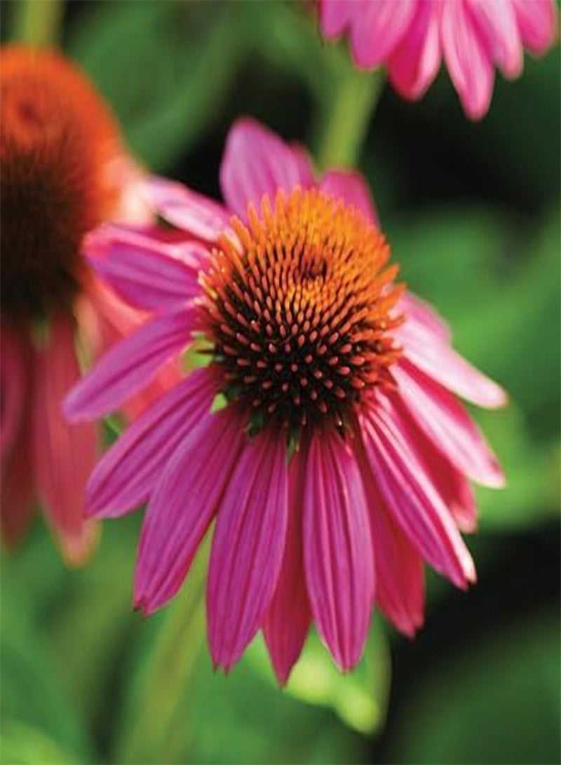 GGOOT 10pcs Fresh Echinacea Flower Seeds - Image 1