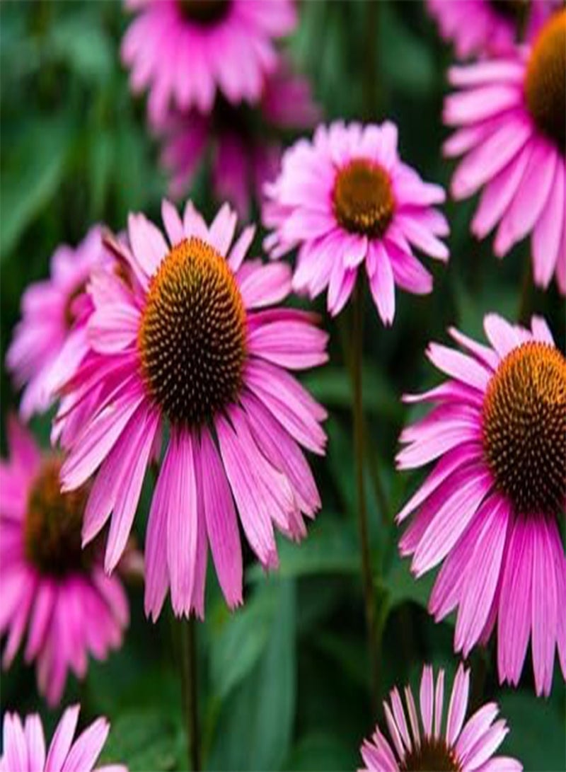 GGOOT 10pcs Fresh Echinacea Flower Seeds - Image 2