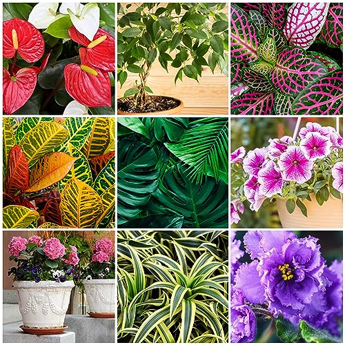 The Old Farmer's Almanac Houseplant & Flower Plant Food Mini Spikes - NPK 5-5-5 for Continuous Feeding and Vibrant Colors (12 Mini Spikes) - Image 3