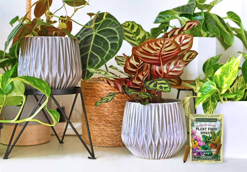 The Old Farmer's Almanac Houseplant & Flower Plant Food Mini Spikes - NPK 5-5-5 for Continuous Feeding and Vibrant Colors (12 Mini Spikes) - Image 5