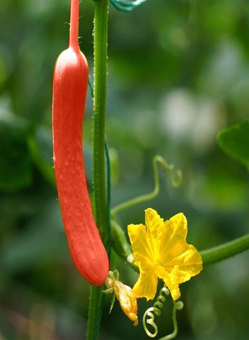 جي جوت عبوة من 100 بذور خيار أحمر - بذور شتلات خضراوات بونساي خيار أحمر غير معدلة وراثيًا، مقاس واحد - Image 4