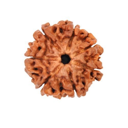 Maalavya Real Rudraksha Beads with Certificate (Brown, 7 Mukhi) - Image 1