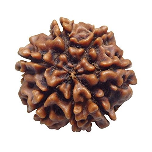 Maalavya Real Rudraksha Beads with Certificate (Brown, 7 Mukhi) - Image 3